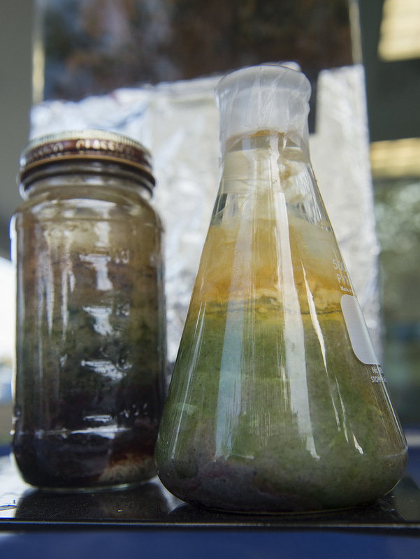 Samples of the Winogradsky self-sustaining column of a microbial system. Everyone was encouraged to create one and take it home to watch it live. BY DENY HOWETH
