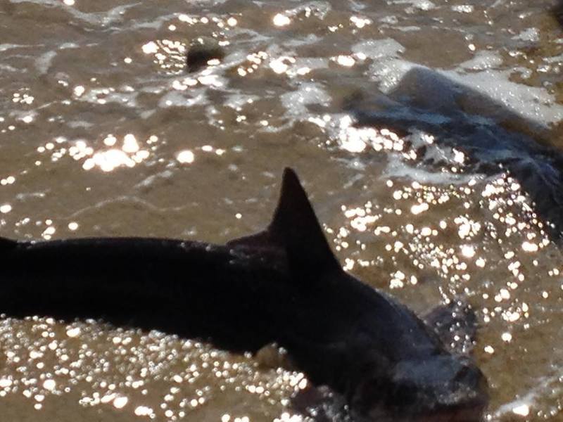 A shark swims in the surf at Cape Henlopen State Park June 6, not far from where a boy was bit June 9. Judging by the bite, DNREC Marine Biologist Scott Newlin said June 10 he believes it came from a 3-foot long juvenile sand bar shark – a common shark off the Delaware coast. Newlin said he doubts the shark attacked Vance; it may have been going after a fish, and the boy's arm got in the way. SOURCE SUBMITTED