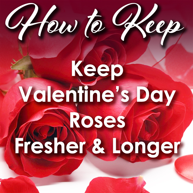 Australia imports record number of roses for Valentine's Day Australia imports record number of roses for Valentine's Day