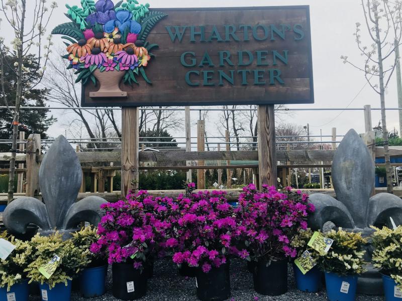 Wharton’s Garden Center spring plants flowers herbs perennials shrubs tree