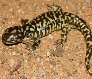 The eastern tiger salamander is one of three rare species located on the parcel. SOURCE CAPE MAY ZOO