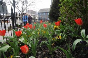 Tulips graced many of the businesses in downtown Lewes, like these plantings in front of The Buttery. BY STEVEN BILLUPS