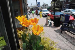 Colorful tulips were on display all along Second Street, like these in a planter in front of Chatlaine’s. BY STEVEN BILLUPS