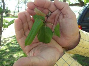 Wilted leaves like these show the spray's effects. These leaves will not grow all summer, Natrin said. BY RACHEL SWICK MAVITY