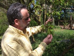 Natrin shows the wilted leaves that he says will not grow or bear fruit this year. BY RACHEL SWICK MAVITY