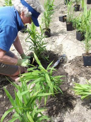 Carol Jarboe of Millsboro plants northern salt oats in one area of Millsboro's new rain garden. BY RACHEL SWICK MAVITY
