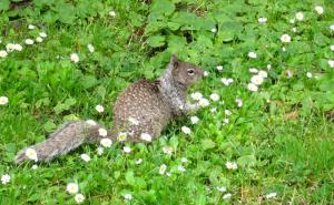 This spotted squirrel visited our campsite and offered to eat any food we didn't want. In the mean time, it feasted on the blossoms of tiny wild daisies. Kevin, Angie, Tony, Mark and Chuck. Touch base with me when I get back for some tips.