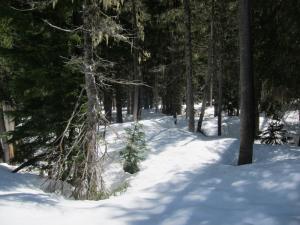 "Whose woods these are I think I know, his house is in the village though, he will not see me stopping here to watch his woods fill up with snow." Frost, Stopping By Woods on a Snowy Evening.