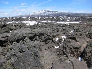 And then we came upon a great lava field with the Belknap crater in the distance. Freaky stuff that lava. Only the hardiest evergreens can establish a foothold in it.