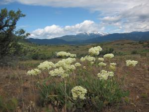 Pretty white flowers and some sage against the Wallowa mountains. This was past one of the entrances to the Pine Valley Ranch. A huge one. Look it up. It has to be massive.
