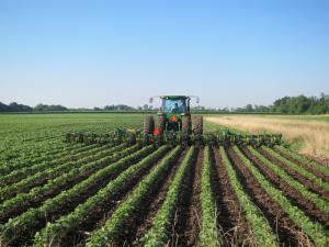 An Illinois farmer, with a 17-row machine, cultivates a nice crop of soybeans near Greenville. Jerry said the seven-foot deep topsoil part of Illinois is further north where the rich dark earth deposits were left by the southern migration of ice-age glaciers. This time last year, the temperature here was 107 and the ground dry as a bone. One farmer told me his 150 acres usually yield at least 125-150 bushels per acre. "Last year in the drought I was lucky to get 17."