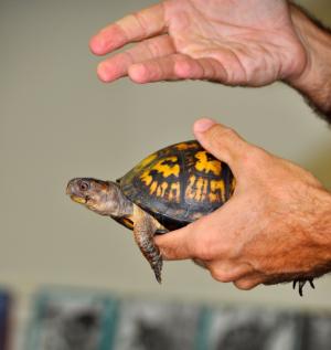 A box turtle welcomes teachers to the Cape Henlopen State Park's Seaside Nature Center. BY RON MACARTHUR