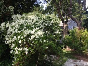 This is wild clematis here along the coast. It came and went fast this year. Blooms in early September on the shrubs and trees its vines cover. Reminds me that school is about to begin again. Smells as sweet as honey and jerks your nose around when you walk past. Then, like snow on a warm day, it leaves quickly.
