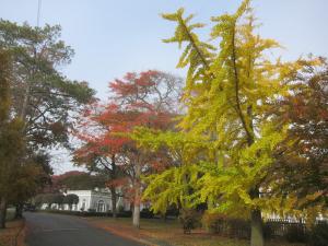 The leaves of ginko trees turn a glowing yellow in the late fall. This specimen tree is located along Lake Drive north of Silver Lake in Rehoboth.