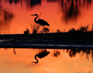 Allan Stuart Levin of Lewes won third place in The Beauty of Prime Hook category for this photo of an adult great blue heron at sunset.
