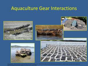 Aquaculturalist use a variety of materials that oyster larvae called spat, attach to and grow on. Some oyster farming methods require acres of open water, others are more compact. Depending on water conditions, it takes about a year for an oyster to grow to harvestable size. COURTESY DNREC/DIVISION OF FISH & WILDLIFE