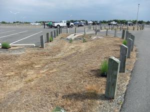The parking lot on Pilottown Road contains sections of grass that show signs of erosion allowing polluted runoff to reach the canal. Delaware's Nonpoint Source program in partnership with DNREC's Division of Watershed Stewardship and Fish & Wildlife, and the Center for the Inland Bays hired Sussex Landscaping to plant shrubs and other plants in the grass to take up the runoff. BY TAGGART HOUCK