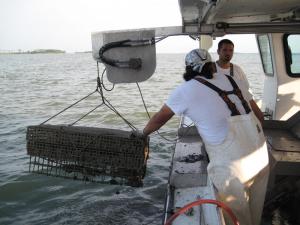 This picture of a crew from Maryland is an example of what a set up would look like. The crew of the Hoopers Island Oyster Company lifts bottom cages filled with oysters for cleaning and sorting aboard the company’s boat in Tar Bay near Fishing Creek, MD. The company, owned by Maryland watermen Johnny Shockley and Ricky Fitzhugh, was one of the first to take advantage of Maryland’s revised lease laws in 2010 and now raises high quality oysters for the expanding raw bar market. BY DON WEBSTER, UNIVERSITY OF MARYLAND