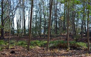 The Delaware Botanic Gardens site includes several vernal ponds, a rare type of wetland also known as Delmarva bays.