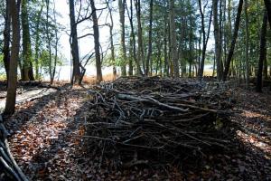 While clearing paths through the woodlands, volunteers created large birds nests out of the branches they collected.