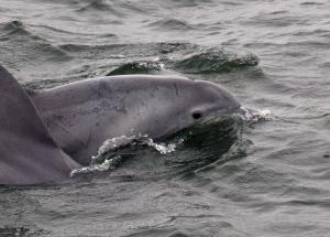 Students did get glimpses of dolphins during their trip from the Delaware Bay to the Atlantic Ocean near the Harbor of Refuge Lighthouse. BY RON MACARTHUR