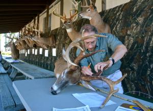 William Jones, of the Delaware Division of Fish and Wildlife, measures deer antlers. BY RON MACARTHUR