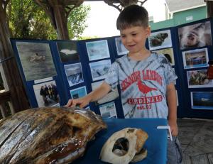 Chance McGill, 7, examines the sea turtle shell brought by the Marine Education, Research and Rehabitation Institute. BY DAN COOK