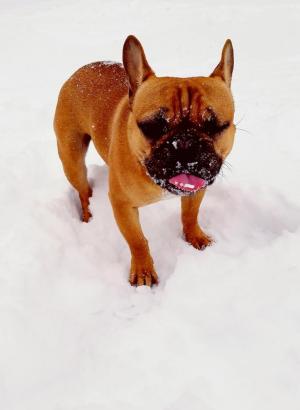 Dexter Dickerson loves eating snowflakes. JAMIE DICKERSON PHOTO