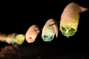 Foat lights on Herb H. Muktarian’s patio have been left with little snowy Santa hats.
