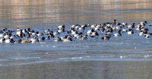Ducks huddle together in a hole in the ice on Silver Lake in Rehoboth Beach. RON MACARTHUR PHOTO