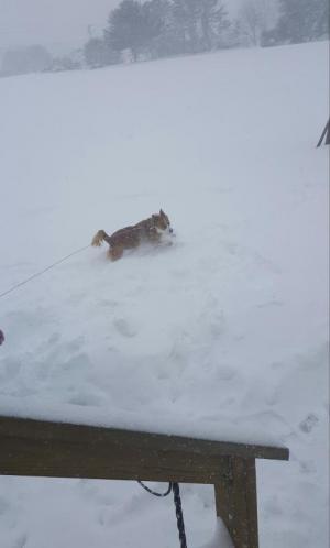 Cooper is walking in a winter wonderland. JAYME MARKS PHOTO