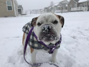 Gracie the English Bulldog enjoys the snow in Lewes. AILEEN FORKER PHOTO