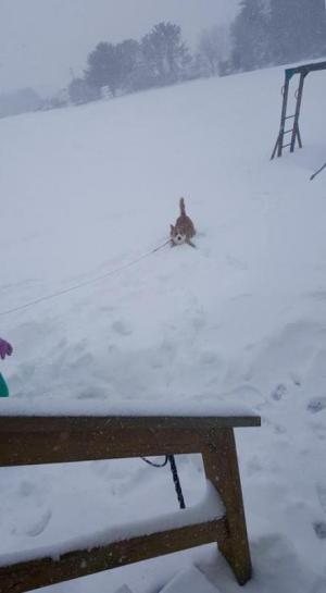 Cooper’s got his work cut out for him romping around in big snow. JB NORMAN PHOTO
