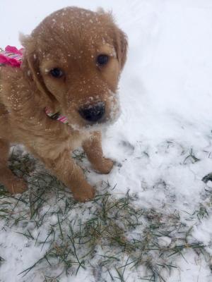 Sally the golden retriever puppy, playing in her first snow! Taken by Lia Workman in Millsboro.