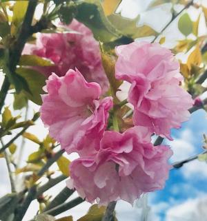 Wharton’s Garden Center blooming trees shrubs flowers spring