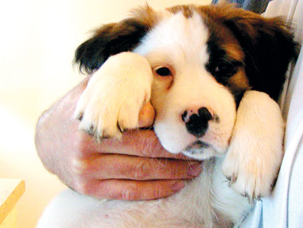 kent county spca dogs for adoption