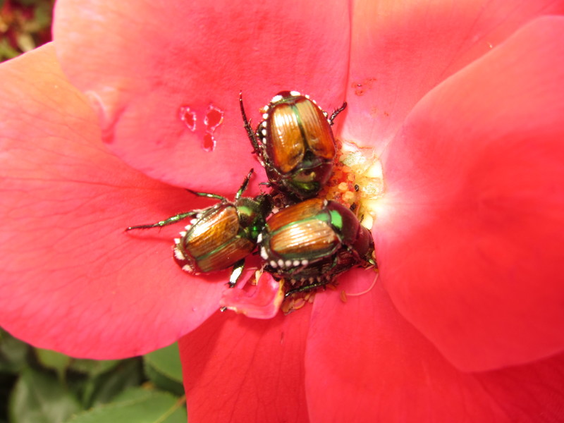 Getting a powerful leader's ear is easy if you’re a pest Cape Gazette