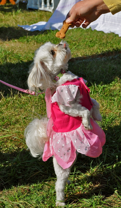 Daisey the peek-a-poo wins top honors in the Fall into Milton festival pet costume contest. Her owners are Susan and Mark Potter of Milton. BY RON MACARTHUR