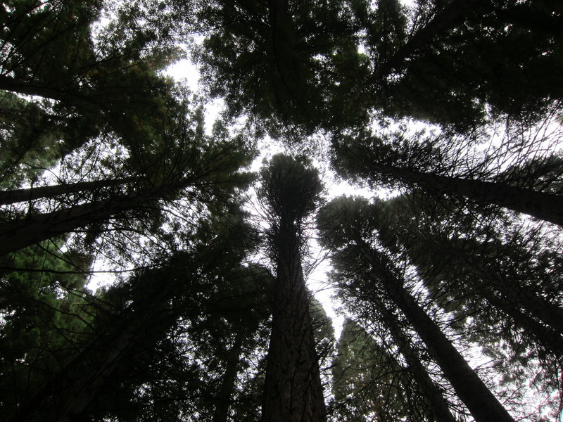 I made this photograph while looking up toward the tops of some soaring Sequoias or Douglas Firs in an arboretum in Portland, Oregon back in September. Walking among these huge trees makes me feel like a character in a the Lord of the Rings. Frodo and Rivendell and Bilbo Baggins and that happy lot. BY DENNIS FORNEY