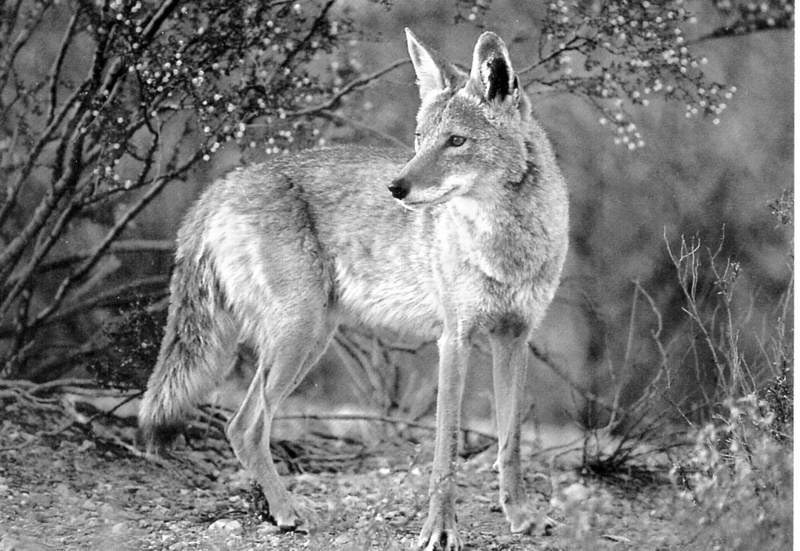 Coyote — Wikipédia