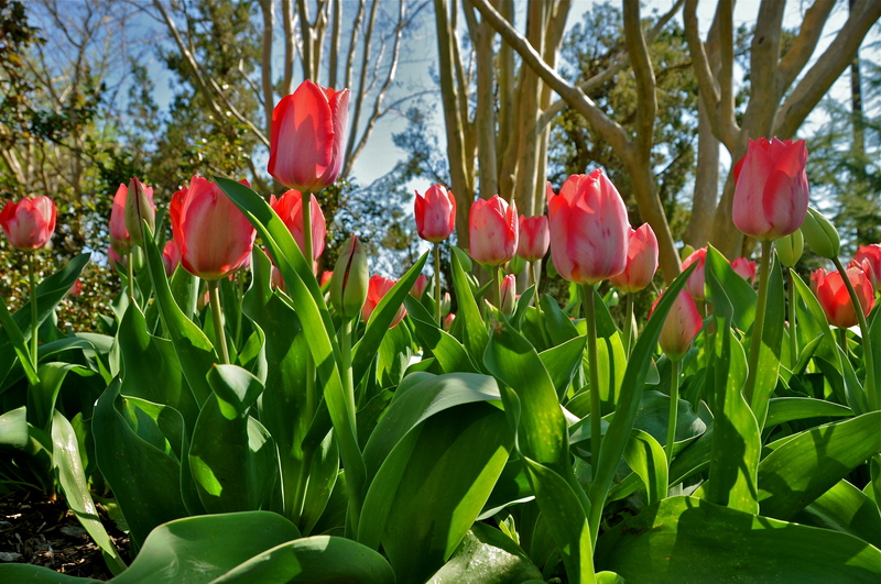 Colorful tulips are the star of the show during this spring's annual Lewes Tulip Festival. BY RON MACARTHUR