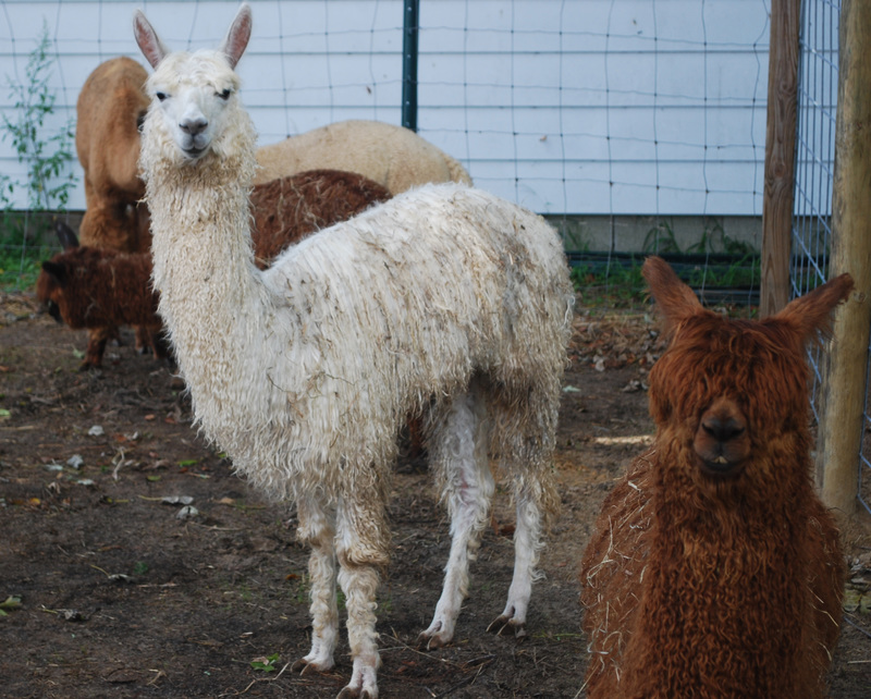 Celebrate Alpaca Farm Days this weekend near Lewes. BY MIKE LOVE