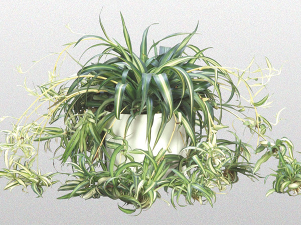 Spider Plant 'Irish