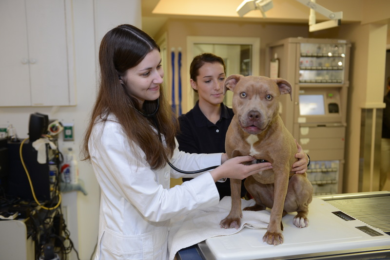 Savannah Animal Hospital new veterinary associates Cape Gazette