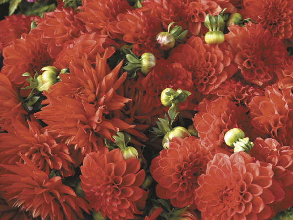 Start dahlias indoors to get early blooms Cape Gazette