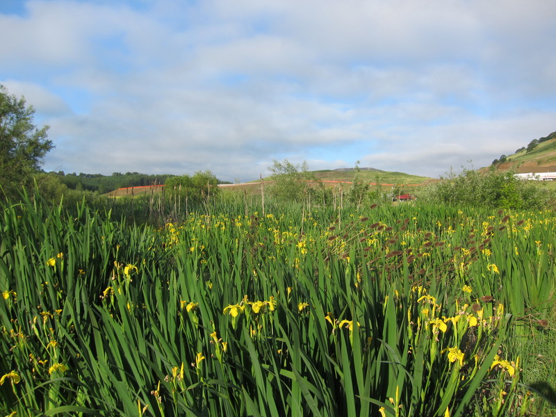 Roadside, freshwater marshy areas here and there are filled with what looks to me like wild yellow irises. So beautiful. Behind this marsh huge landfill mounds rose toward the sky. They call them recycling centers in Oregon. What's so cool is that the center was on the edge of a state wildlife preserve.