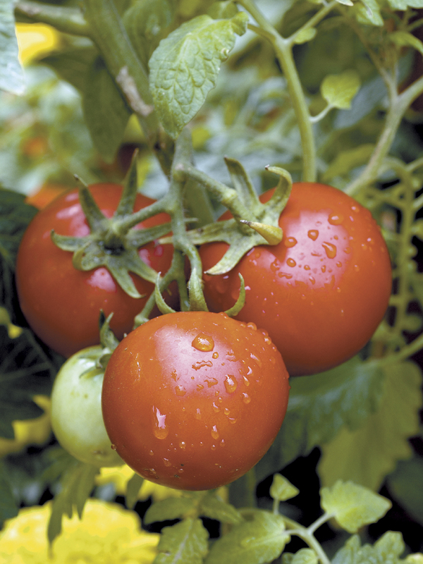 BRANDYWINE SUDDUTH'S STRAIN TOMATO SEEDS 50 Seeds