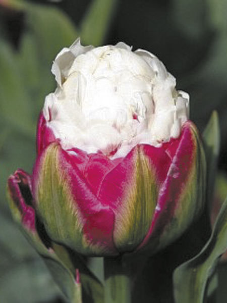 Tulip Ice Cream is a new, stunning beauty | Cape Gazette