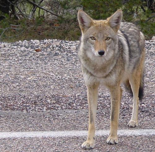 Arizona Coyotes - Wikipedia