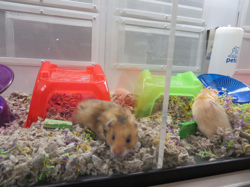 Petco Celebrates Grand Opening Cape Gazette
